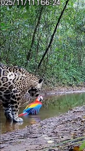 Jungle Surprise! Jaguar Jumps Back as Screaming Parrot Takes Off! #jaguar