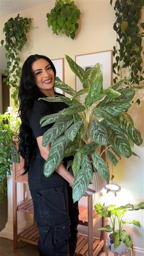 Aglaonema Care Tips for Thriving Houseplants