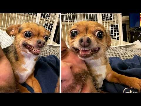 The Cutest and Funniest Dogs on the Internet! 🥰🐶 (Episode 11)