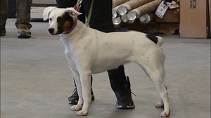 State welcomes new invasive mussel detection dog