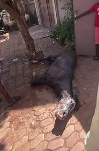 Ça se dit que lorsque un cheval malade est enjambé par une fille vierge, il se rétablit sur le champ. Alors nos vierges d'ici, déclarez-vous, on a votre besoin... 🤔🙄 | Côte d'Ivoire Mag