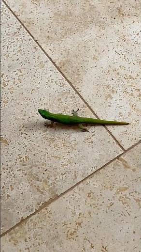 Gold Dust Day Gecko, Kauai, Hawaii