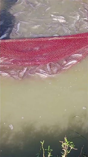 Best fishing videos for village life in 2026 _মাছ ধরার ভিডিও মাছ ধরার ভিডিও #মাছ #villagepond