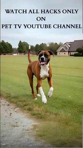 Boxer Dog Care 101 🐕✨ – Secrets Every Parent Needs! #pettv