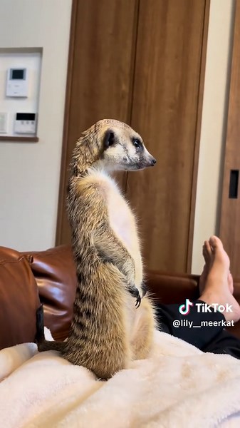 Cute Meerkat's Straight Back! Recommended Pet Lifestyle 🦦🐾