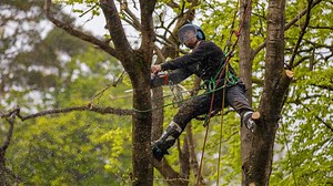 29K views · 152 reactions | Michael Curwen in the tree on a takedown at an epic job site location. More vids to come from this location soon. Check out the full video from this job on Michael’s YouTube channel plus all the action from team Arbor Ace Tree Care. #arborist #treework #arbortec https://youtube.com/watch?v=hW7tlHNVt0g | Arbortec Forestwear | Facebook