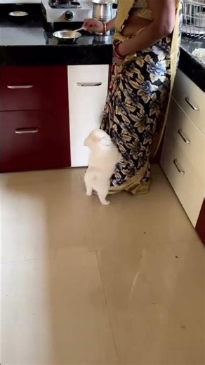 PoV : Labrador dog when mamma call him for food 🤣🤭😋 #funnydog #dog #labrador