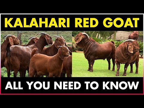 Kalahari Red Goat Breed | Kalahari Goat Farming