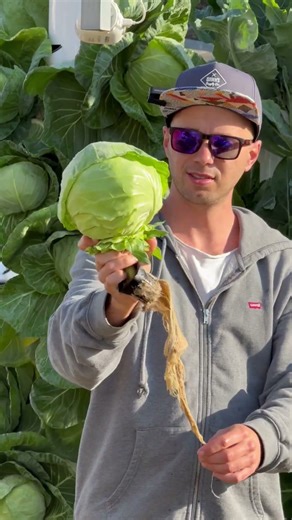 Maximizing cabbage cultivation by growing up to 18 cabbages per aeroponic tower #cabbage #farming