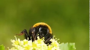 2.7K views · 123 reactions | Fantastic footage of an emerging Buff-tailed #bumblebee queen searching for her first drink of nectar in early spring  Thank you to Tom Cawdron for sharing! | Bumblebee Conservation Trust | Facebook