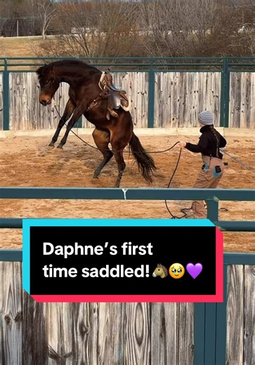 Daphne’s first time saddled!🐴🥹💜 | Katievanslyke