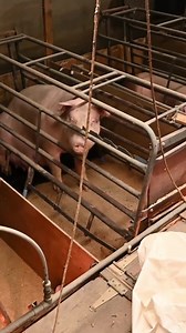 Pigs are intelligent, sensitive animals. Yet they’re being subjected to appalling cruelty on factory farms. These pigs do not belong in cages. Help us end this cruelty and give pigs a life worth living. | World Animal Protection UK