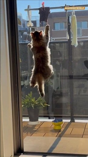 Cat Climbs Wall Like Athlete🐱💪 #catathlete