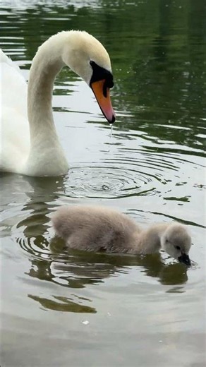 "A cygnet feeds next to its mum on the Serpentine in the morning 🦢🐣🌿🌊"
