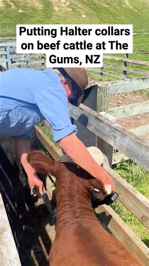 Ready to virtually fence your cattle and get the most out of your pasture? The Gums in Cheviot, NZ show how they collar their beef cattle with Halter. The Halter collar is a GPS enabled smart collar that allows you to virtually fence your cattle & more. Set the collar to the right length to fit around the neck, clip it on the other side and tuck it tidy. If you can slide a few fingers under the collar when the head’s up, you’ve got the sizing just right. | Halter | Facebook