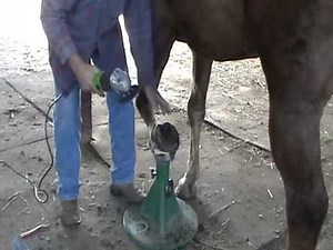 Using an Electric Grinder for Horse Hoof Trims - Pros & Cons - Rick Gore Horsemanship