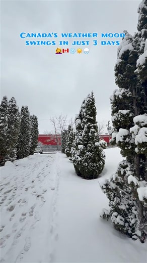 Canada’s weather be like 4 seasons in 3 days 🇨🇦 #shorts #shortsvideo #canadawinter #canadasnow