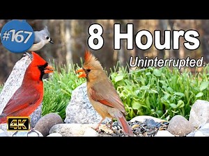 Uninterrupted Cat TV 😻8 Hours of Birds 🐦 Squirrels 🐿 TV for Cats No Ads