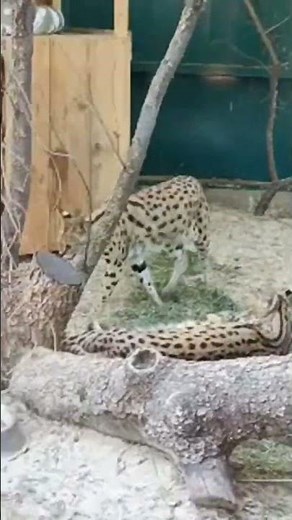 Servals at Kyiv Zoo 🐆 Amazing African Wild Cats!#ShortsServalCat#KyivZoo #ZooAnimals#Wildlife#Nature