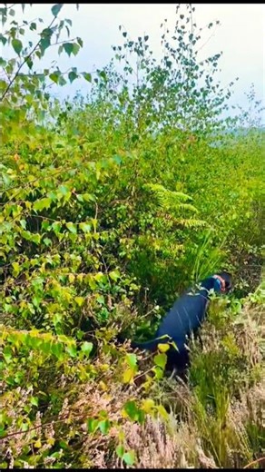 Find odd Italian brainrot, barking dog behind the rabbit,, #puppy #huntingdog #pets #barkingdog #dog