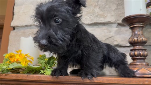 Scottish Terrier puppy for sale