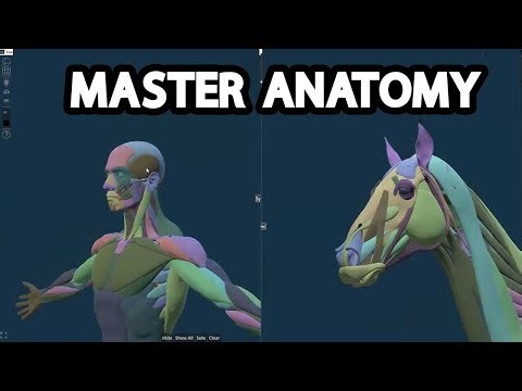 New Software For Comparative Anatomy | Anastomia