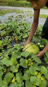 164K views · 637 reactions | Interesting fish trap diy wit coconut #reels #fish #fishinglife | Catch Fish With ET | Facebook