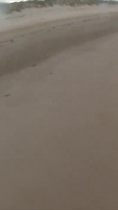 Mocha’s very first beach trip was a no-splash mission. We couldn’t get her into the water at all. Now she runs the sand leash-free like she owns the shoreline, but those waves? Still her final boss. 🐕 She’ll chase shells, patrol the dunes, and pose like a Beach Bum mascot, but the moment the surf starts clapping back, Mocha hits the brakes. One day she’ll conquer the Gulf. Until then, she’s the proud guardian of dry sand and salty breezes. | Texas Beach Bum