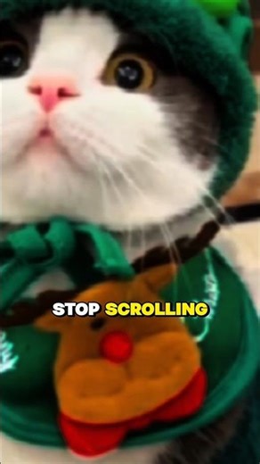 5 Signs Your Cat Is Cold This Winter ❄️🐾 (Cat Owners Must See!) #shorts