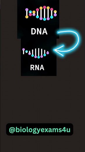 The Central Dogma of Biology Animation
