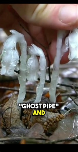 Ghost Pipe The Mysterious Plant That Grows in Total Darkness #GhostPipe #HealingPlants #NatureFacts
