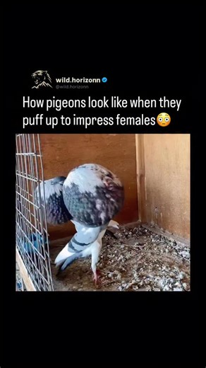 Wild Horizon on Instagram: "Pigeons puff up their chests as part of an elaborate courtship display. 🐦😮 When trying to impress a female, a male pigeon will inflate his chest, strut in circles, bow his head, and coo rhythmically. The display makes him look larger and stronger, signaling confidence and good health. It is a simple but effective performance, proving that even city birds rely on classic showmanship to win a mate. Let us know your thoughts below! • #explore #reels #interesting #learn