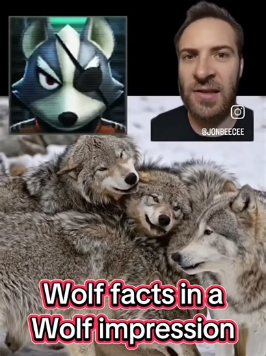 Fun facts about wolves in an impression of Wolf O'Donnell from Starfox 64 (this was a really niche request lol) Subscribe to my youtube and follow my tiktok and insta @jonbeecee I've taught college biology / zoology classes and do voice impressions. I love nature and wildlife. Let me know what kind of content you wanna see next! #fyp #foryoupage #funny #comedy #voice #impression #crazy #animals #bug #fish #birds #science #education #jonbeecee #facts #funfacts #animalfacts #learning #nature #envi