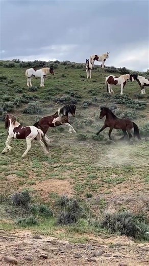 Horse fighting in the wild