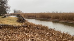 Henry and I bring you bird sounds from Canada. | Col. Chris Hadfield