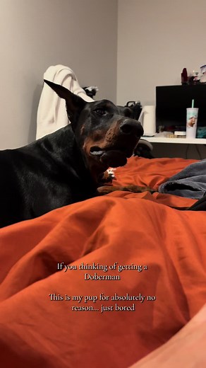 Be ready for tantrums 😅😅🤣🤣