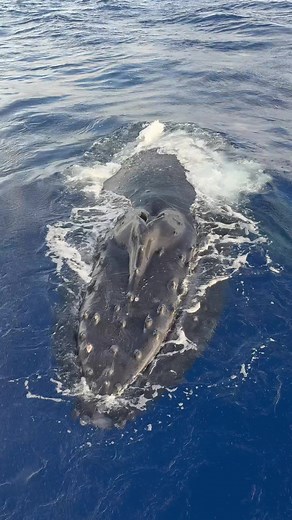 Incredible Whale Season in Maui: Nature's Playground