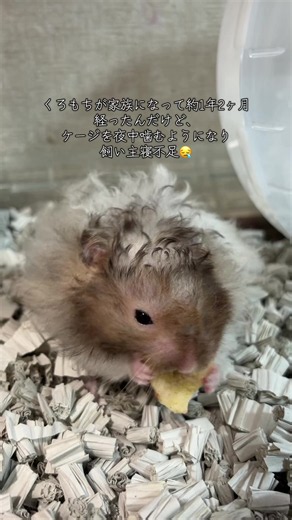 ハムスターのケージ噛み対策：飼い主寝不足に悩む