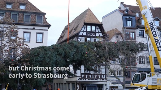 It's not yet Halloween, but a Christmas tree over 30 metres tall and 7.5 tons in weight has already been erected on Place Kleber in Strasbourg, eastern France, ahead of its traditional Christmas market. "It's a moment eagerly awaited every year," says Guillaume Libsig, Strasbourg's deputy mayor. | AFP News Agency
