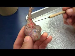 Cat's Brain (Anatomy)