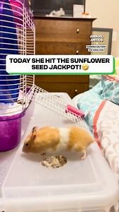 I want a hamster after seeing this video 🥹 | Fluffy Animals
