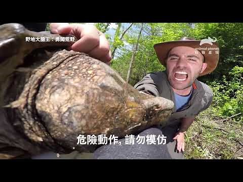 超級被虐狂「狼叔-彼得森」來啦！最愛與動物「親密」接觸的他將徒手實測全球十大疼痛指數｜動物星球頻道