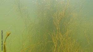 various algae are swaying underwater in the river and fish are swimming among them - common roach