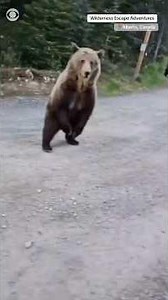 Woman and dog escape encounter with grizzly bear on a hike in Alberta, Canada #shorts