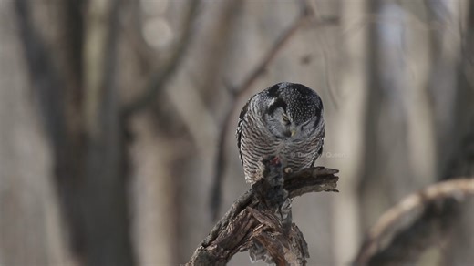 4.5K views · 443 reactions | Northern hawk owl mini documentary *trigger warning ~ owl eats frozen prey* I am super excited to share this day time hunter with my fellow owl lovers. It was heaven on earth filming and photographing this cutie in Quebec, Canada. #nothernhawkowl #hawkowl #owlology | Thee Owl Queen | Facebook