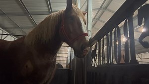 Seriously magical | Ima Survivor Donkey and Farm Animal Sanctuary