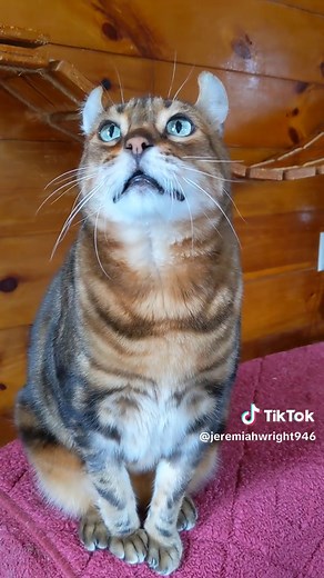 Understanding Bengal Cats: Unique Meowing Sounds