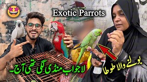 Exotic Parrots and Birds Market 2024 Latest Update in Urdu Hindi | Talking Parrot | Hand Tame Parrot New Video It's a lalukhet exotic birds and rare parrots market and here you can find all types of birds and parrots like a Indian ringneck parrot Grey parrot Macaw parrot Cockatoo parrot Green ringneck parrot Yellow ringneck parrot Talking parrot Hand tame parrot Sun conure parrot Lory parrot etc all types of exotic parrots and birds are here in Lalukhet sunday birds market Karachi, #exoticbirdma