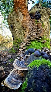 4.3K views · 1.1K reactions | #Turkeytails one of natures alleged...