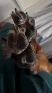 The Story of Them Paws : | German Shepherd Universe